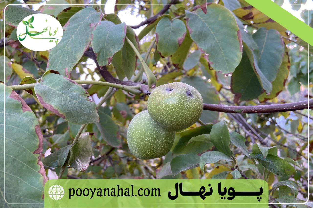 تصویر باردهی درخت گردو فرنور