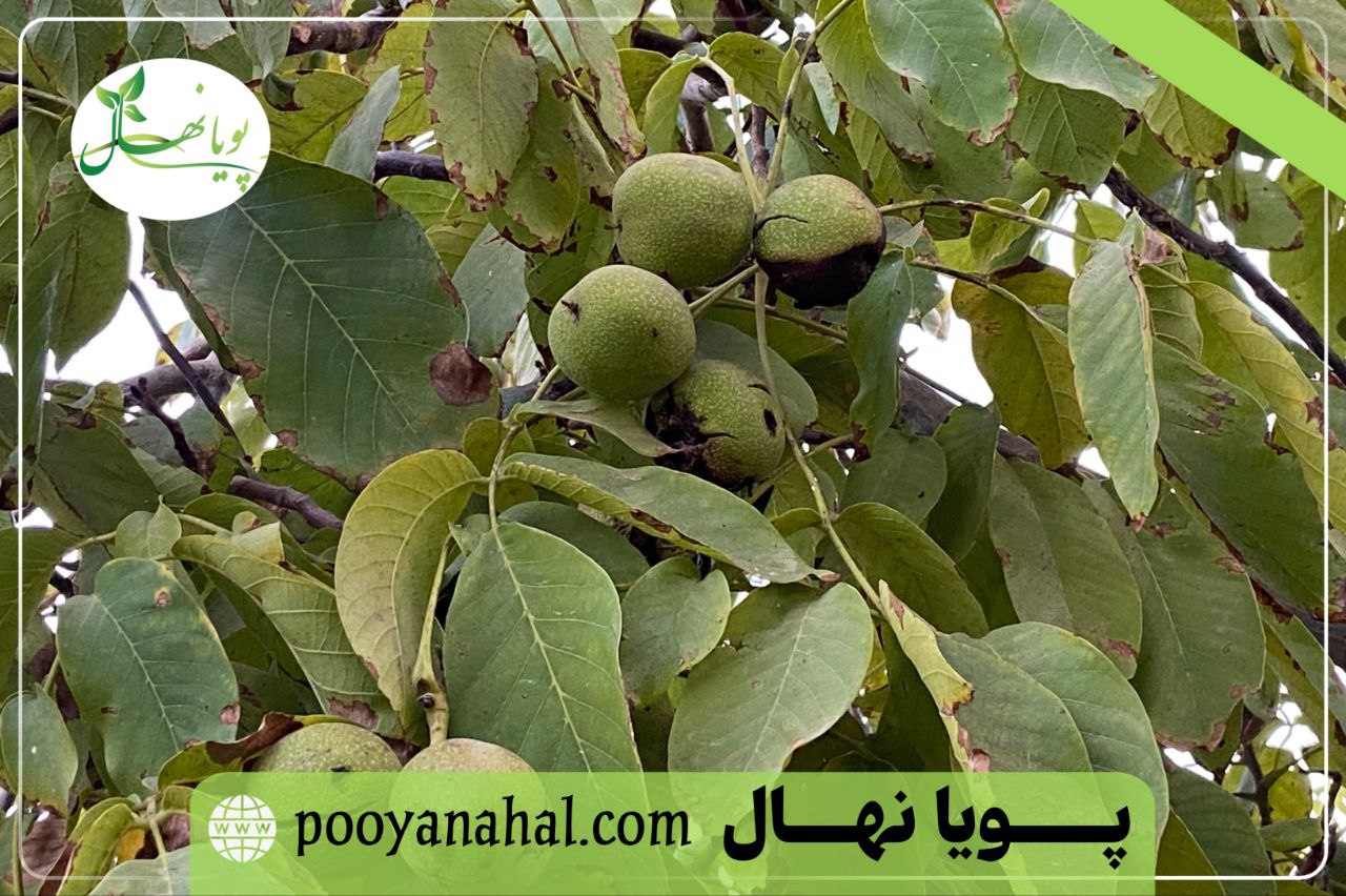 تصویر باردهی درخت گردو ژنوتیپ