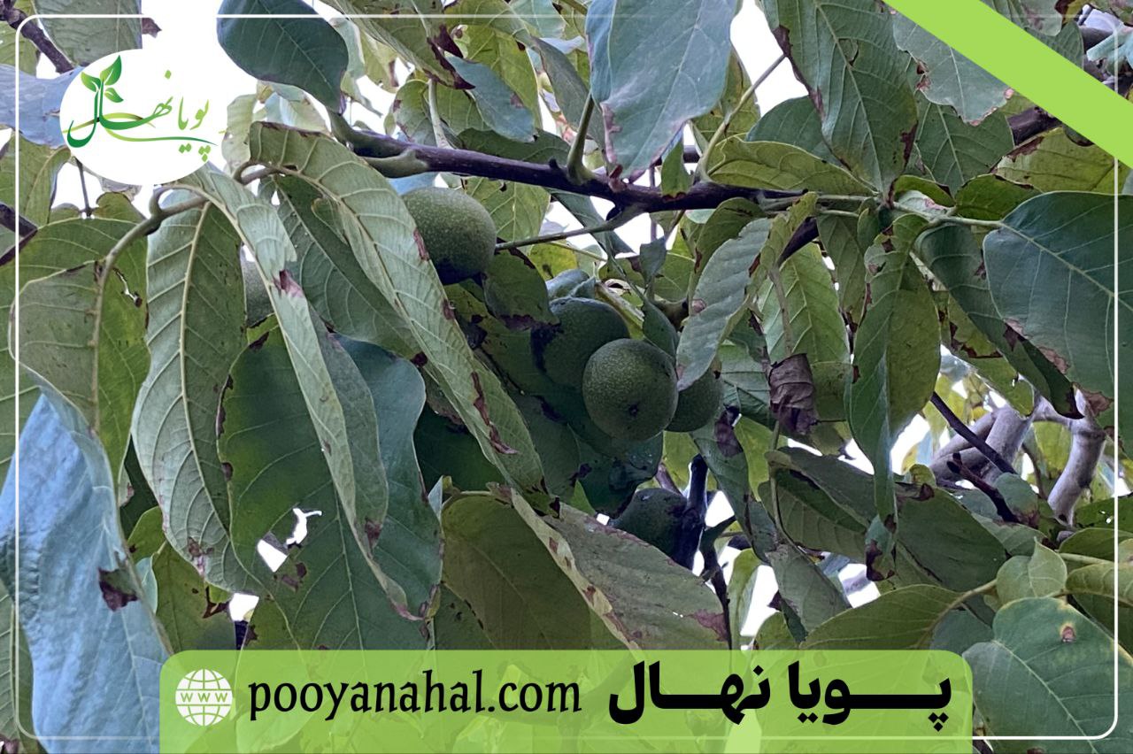 تصویر باردهی درخت گردو چندلر